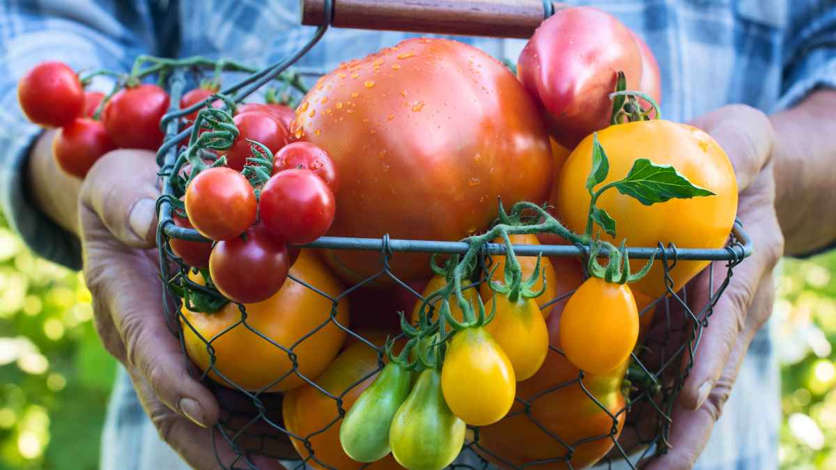 Tomato Varieties