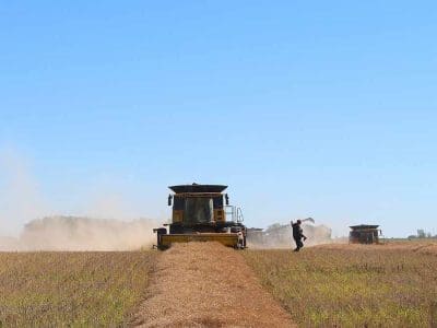 canola swath