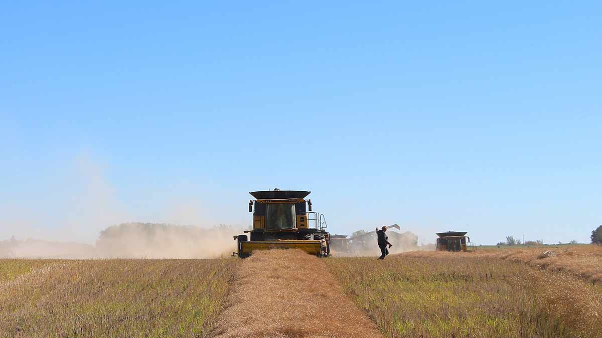 canola swath