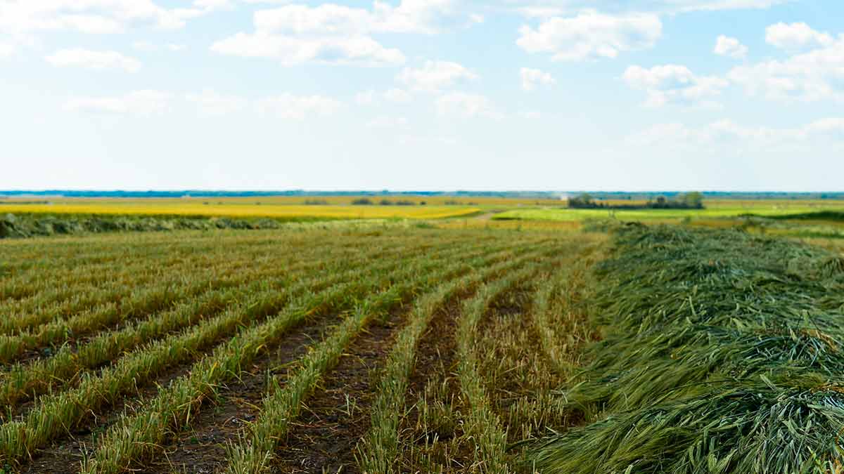 swather barley