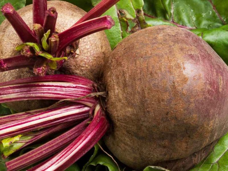 Beet Storage