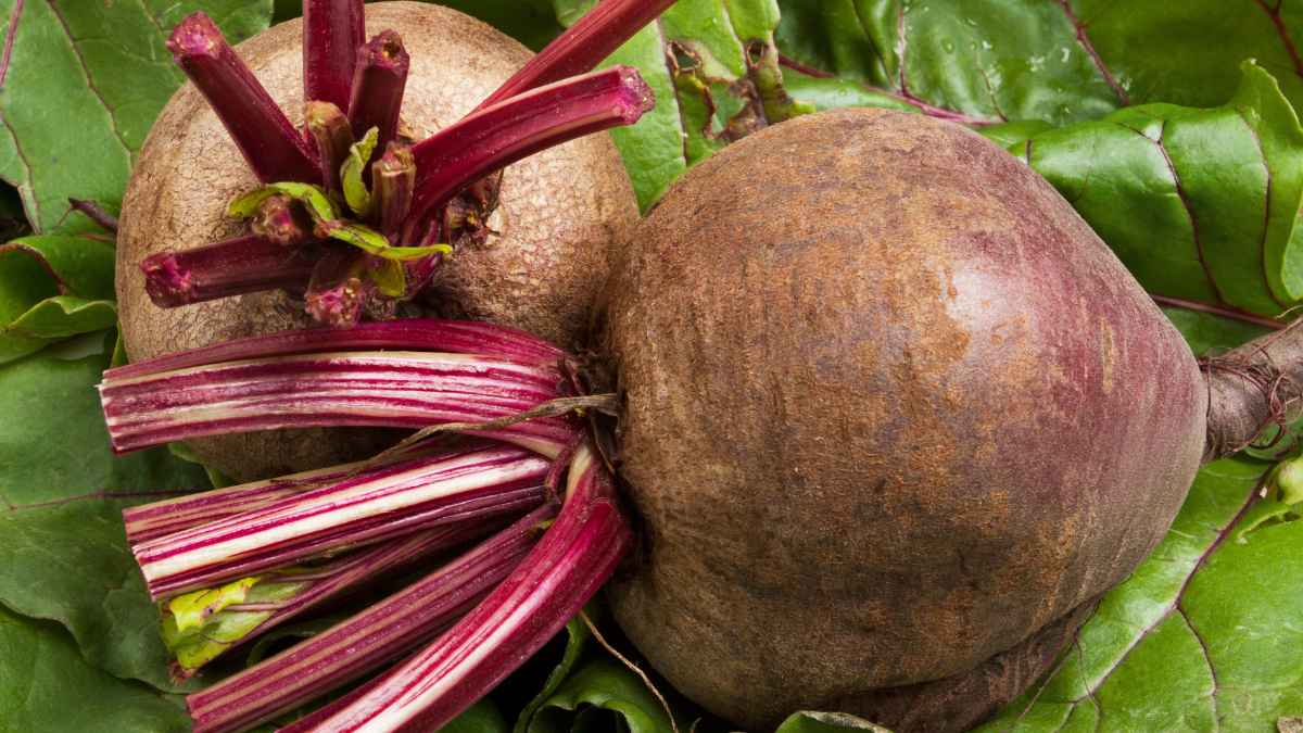 Beet Storage