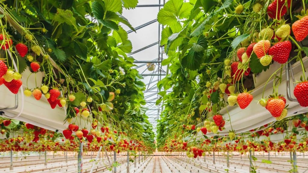 Greenhouse Strawberries