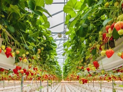 Greenhouse Strawberries
